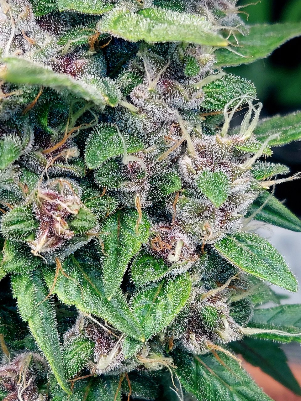 Blueberry Autoflower-Grow Journal