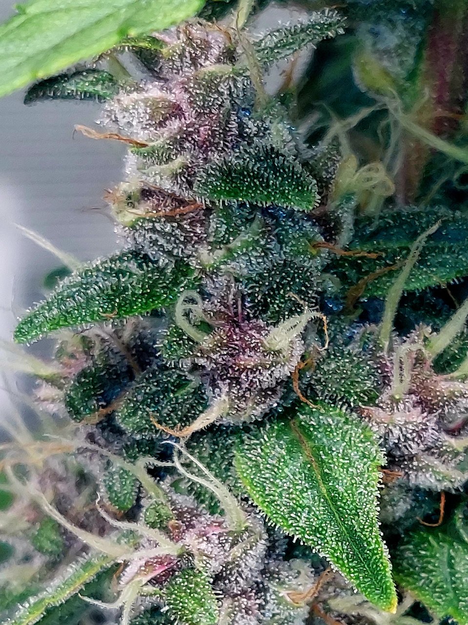 Blueberry Autoflower-Grow Journal