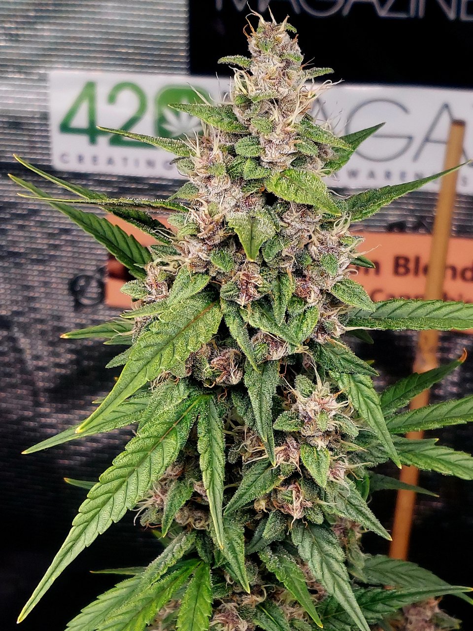 Blueberry Autoflower-Grow Journal