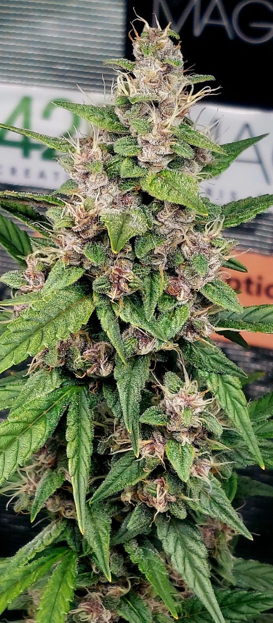 Blueberry Autoflower-Grow Journal