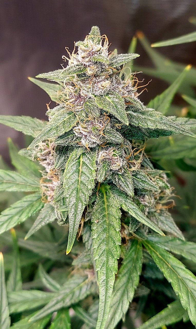 Blueberry Autoflower-Grow Journal