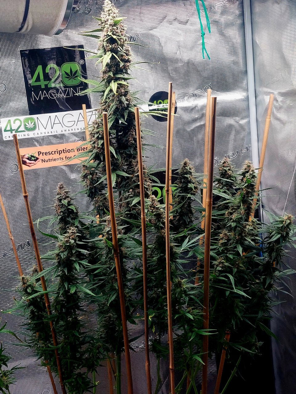 Blueberry Autoflower-Grow Journal