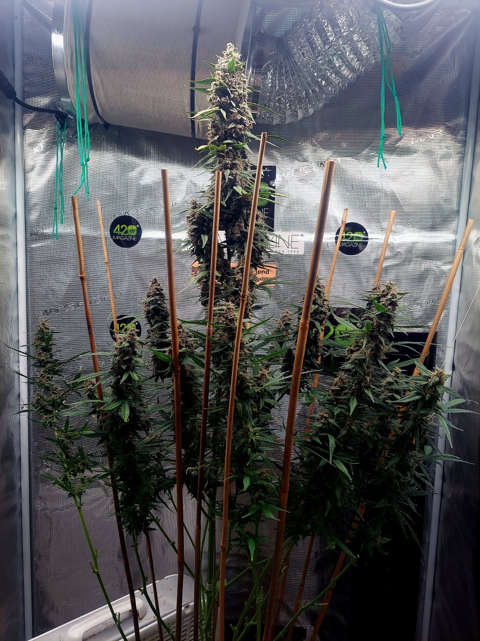 Blueberry Autoflower-Grow Journal