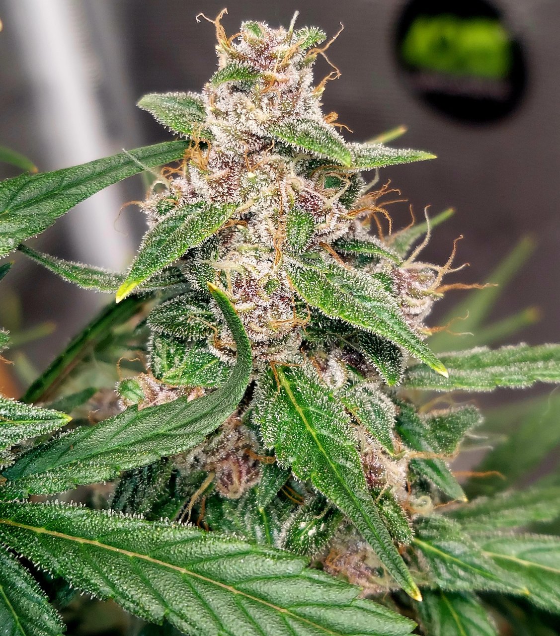 Blueberry Autoflower-Grow Journal