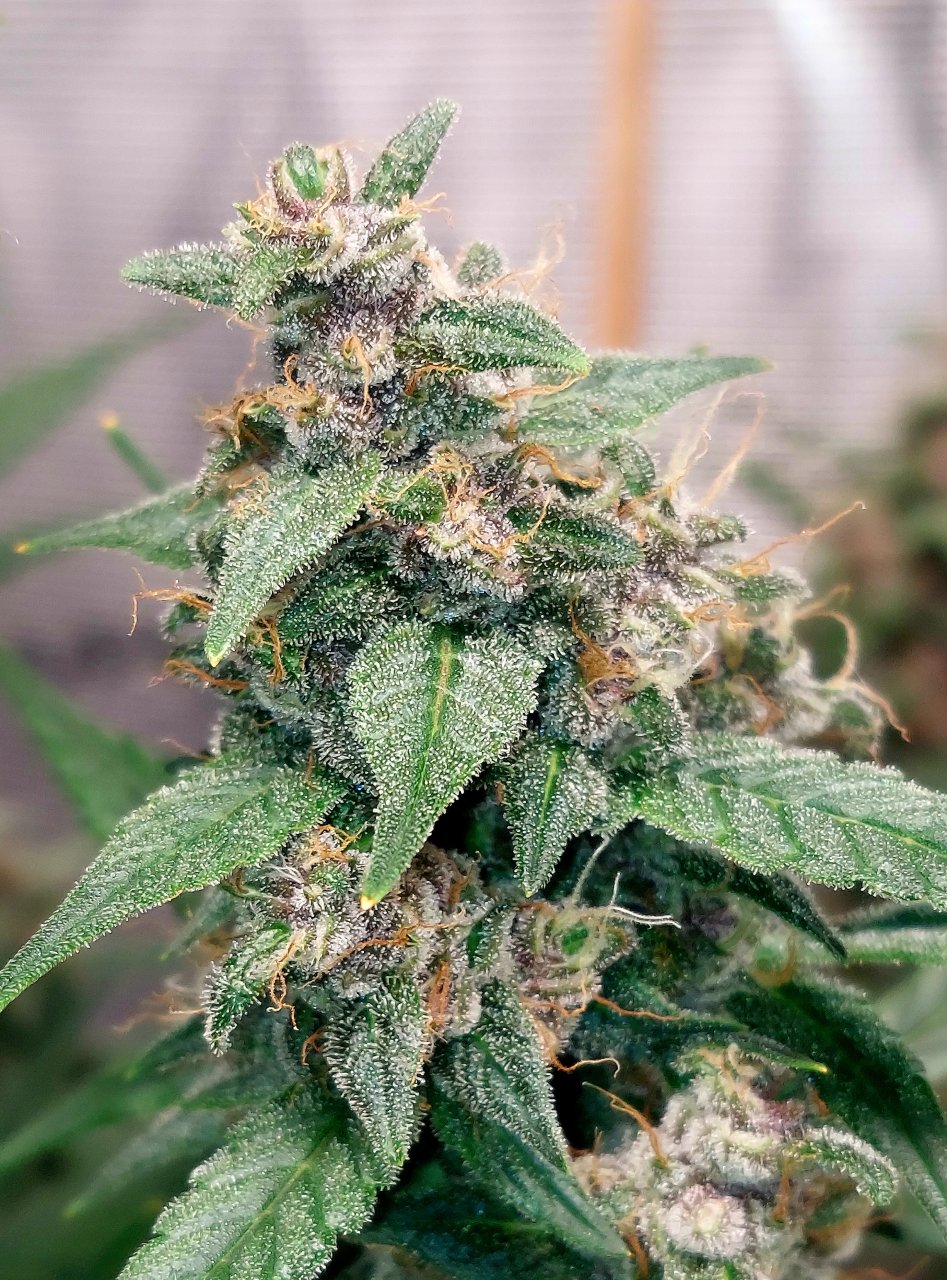 Blueberry Autoflower-Grow Journal