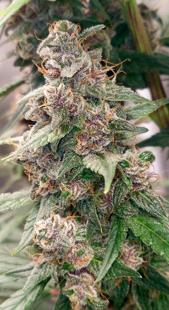 Blueberry Autoflower-Grow Journal