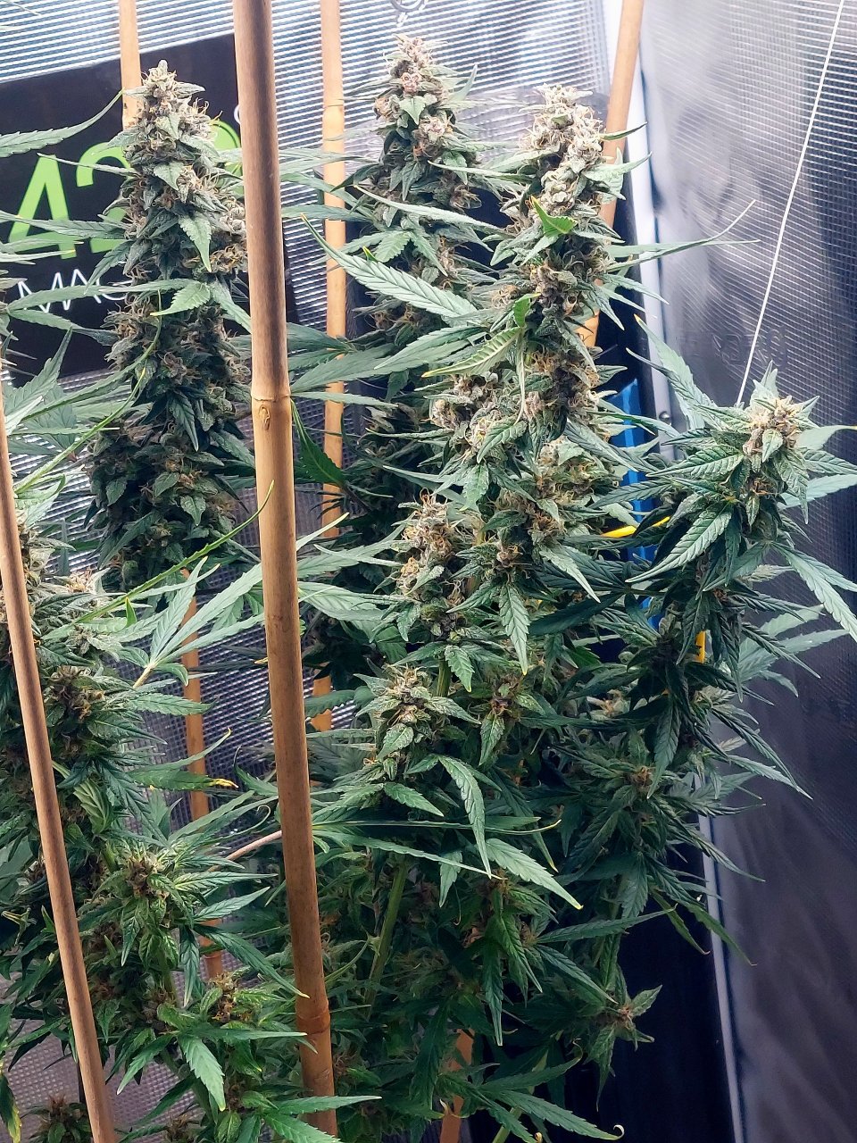 Blueberry Autoflower-Grow Journal