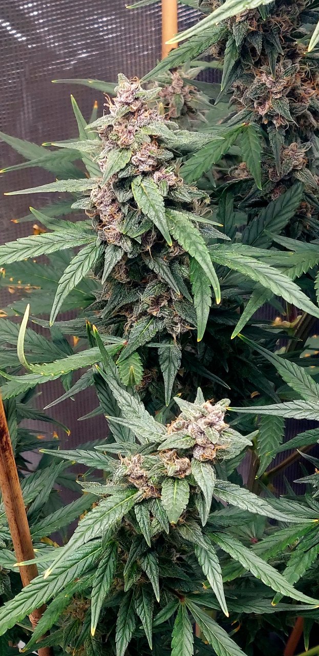 Blueberry Autoflower-Grow Journal