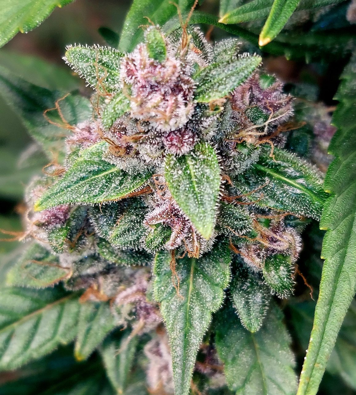 Blueberry Autoflower-Grow Journal