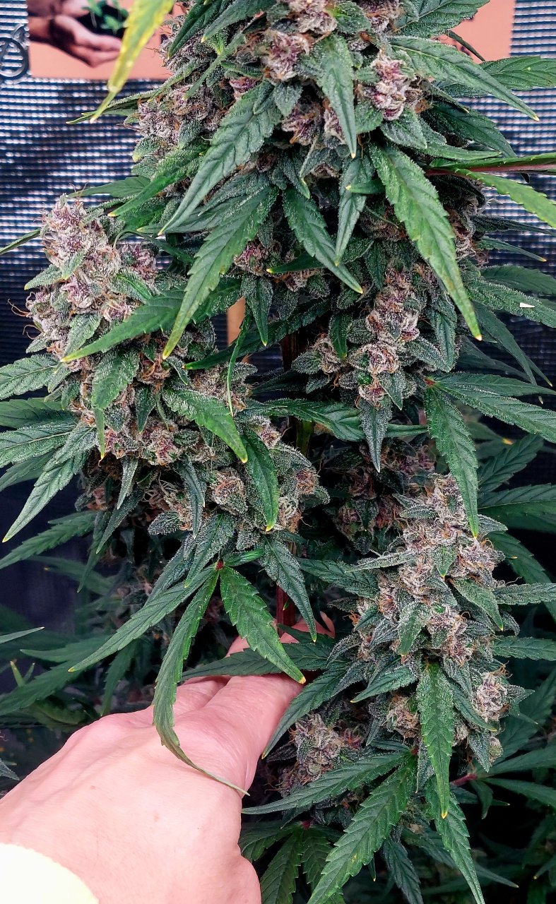 Blueberry Autoflower-Grow Journal