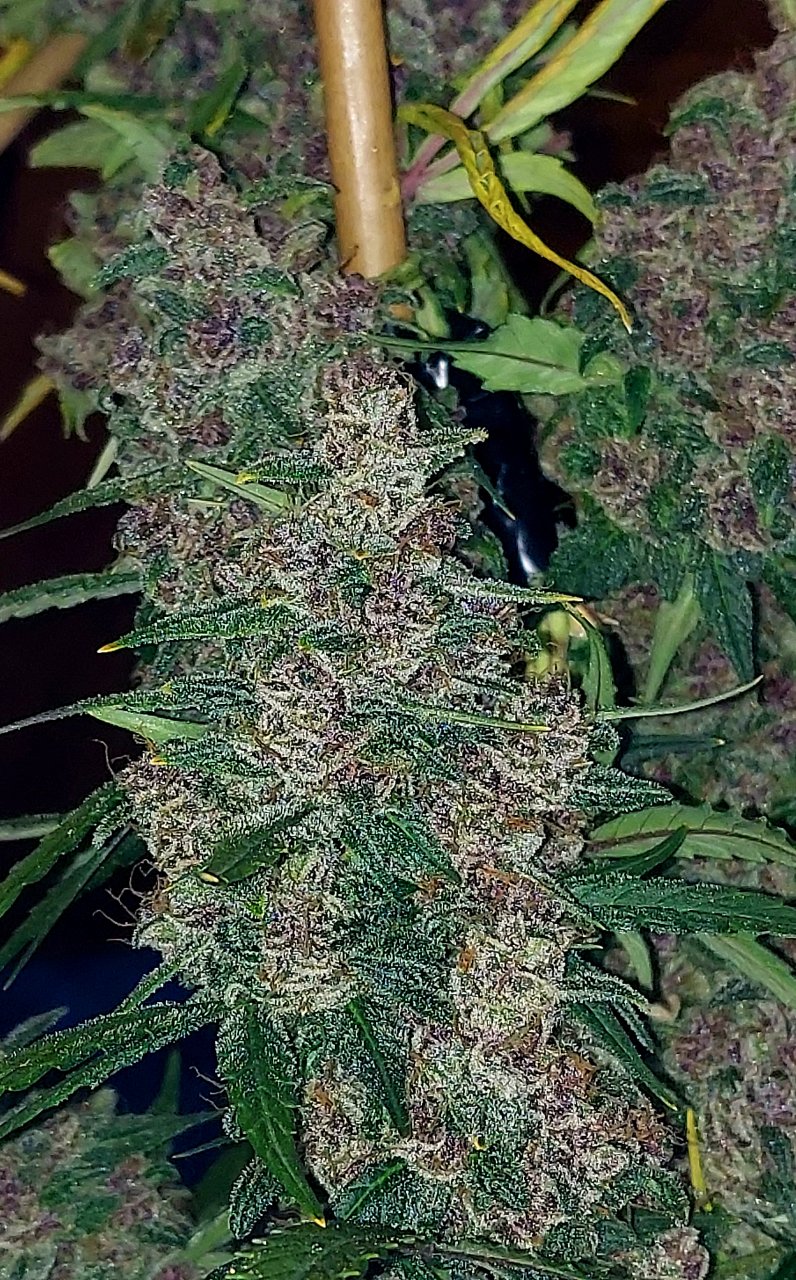 Blueberry Autoflower-Grow Journal