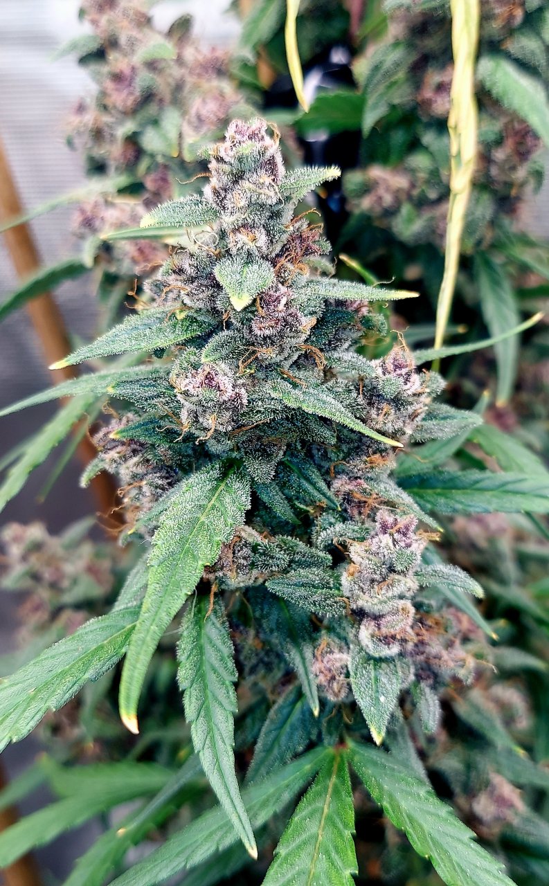 Blueberry Autoflower-Grow Journal