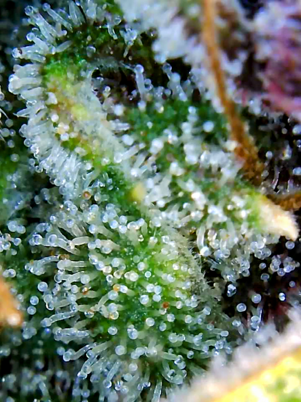 Blueberry Autoflower-Trichomes