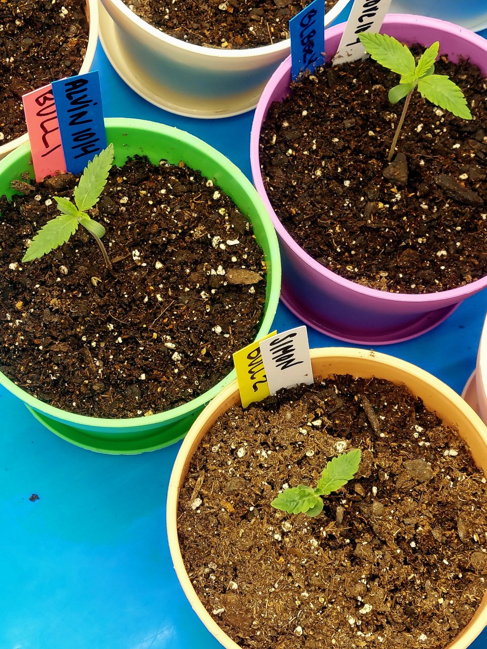 Blueberry-Big Bull-Cannabis Seedlings