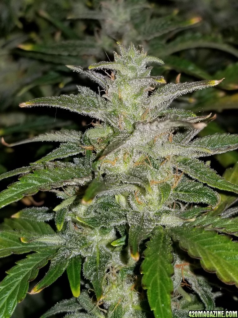 Blueberry Bud Day 63