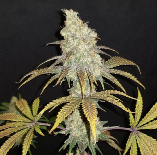 blueberry-cannapot-seeds-hanfsamen-weedseeds-shop.jpg