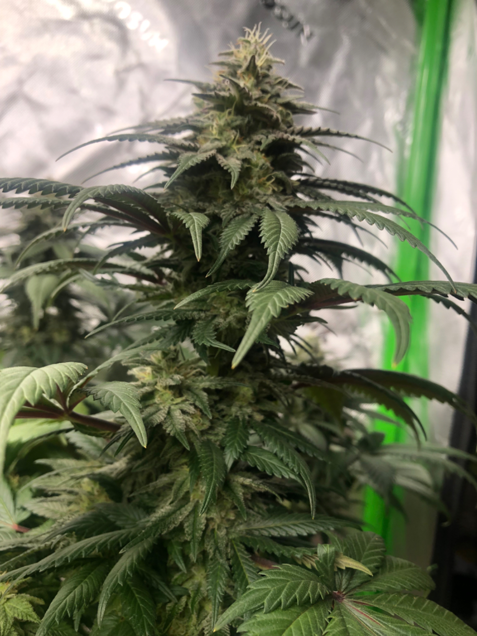 Blueberry Cheese #2, Day45Flower Cola.jpeg