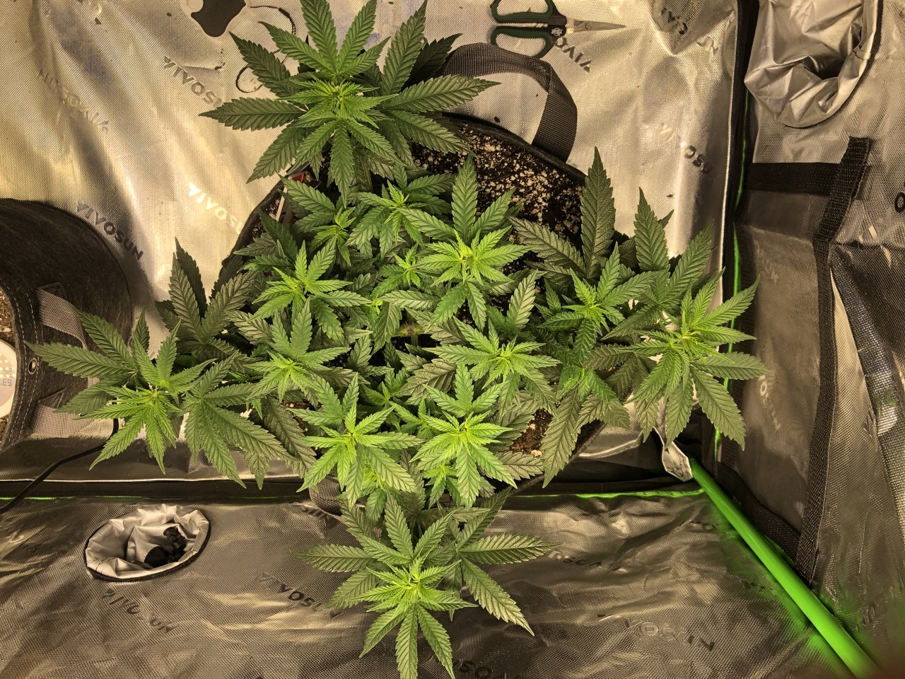 Blueberry Cheese Quad Day 51.jpeg