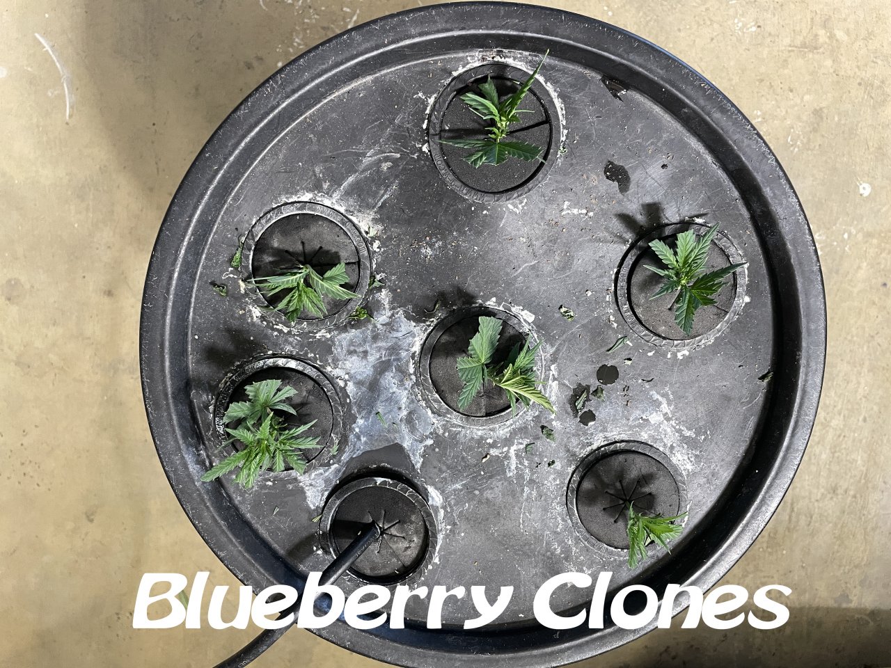 Blueberry clones.jpg