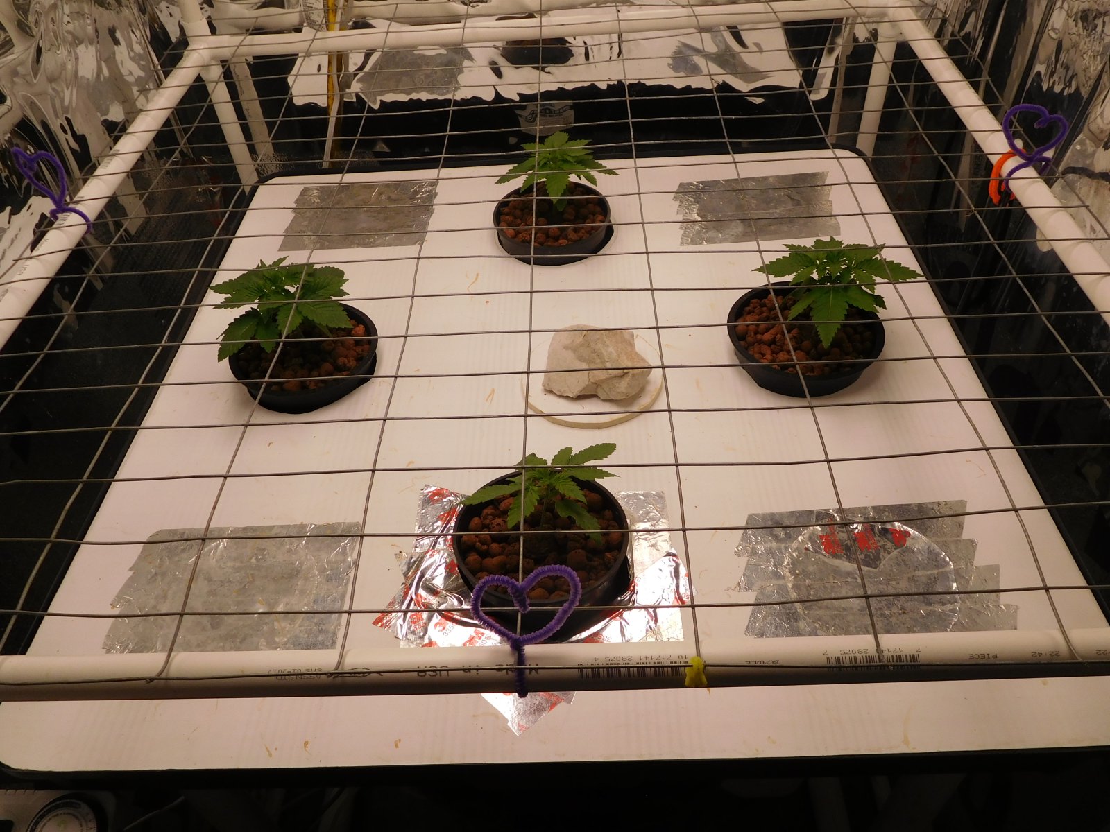 Blueberry Day 12 veg (1).JPG