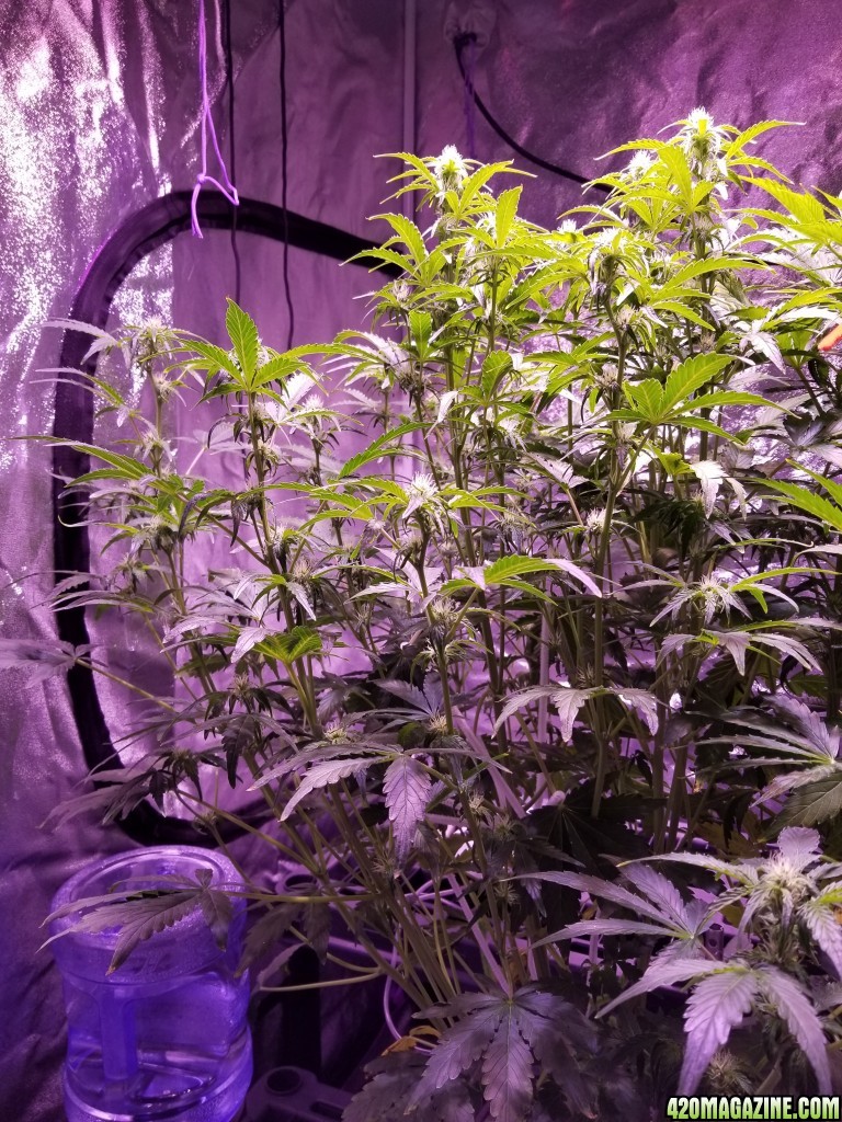 Blueberry Day 46