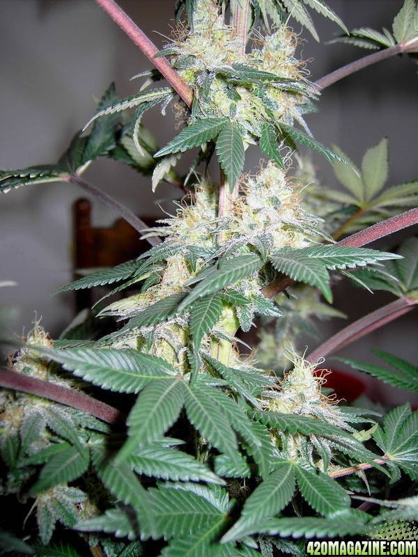 Blueberry day 53 12/12