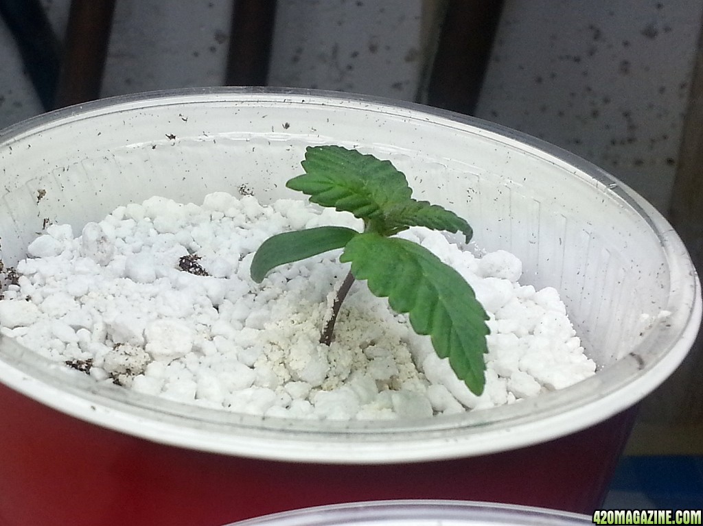 Blueberry day 7