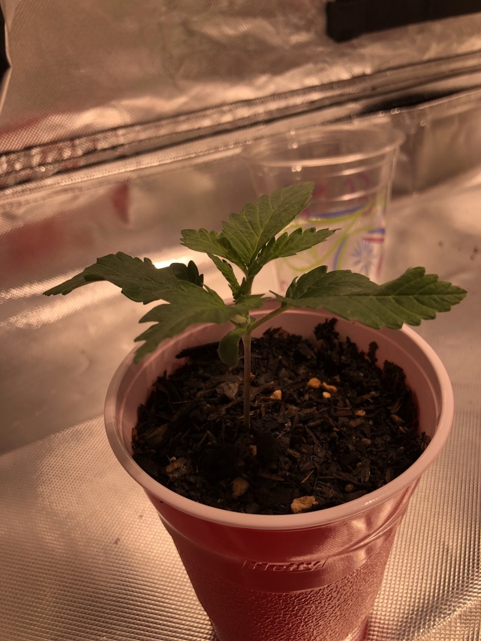 Blueberry Day 9 Side