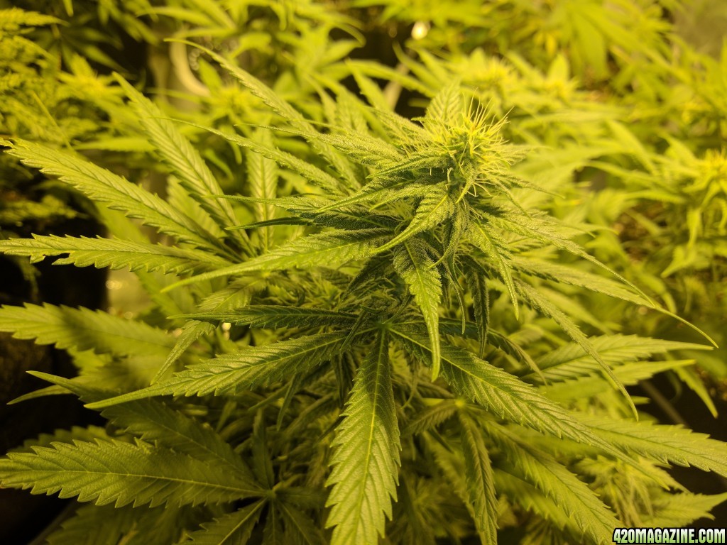 Blueberry, day 92