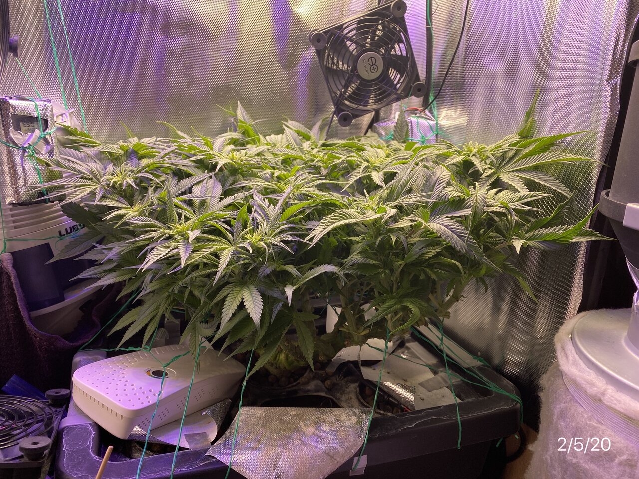 blueberry-fem-day10flr-1.jpeg