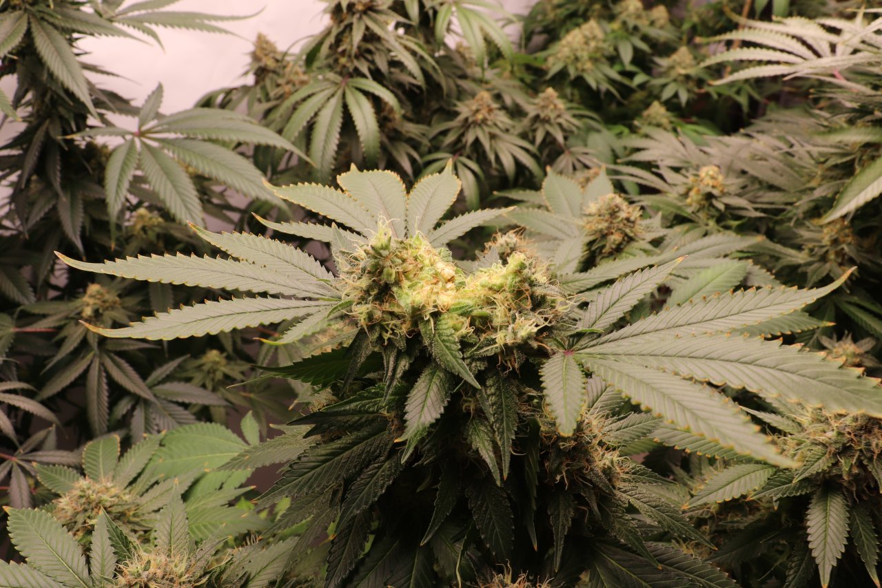 Blueberry Feminized-Bud Rot