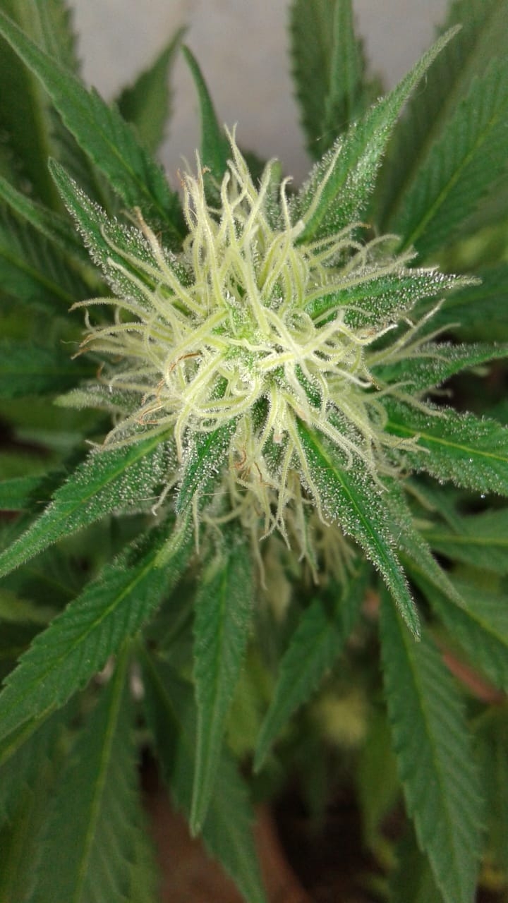 Blueberry four top bud.jpg