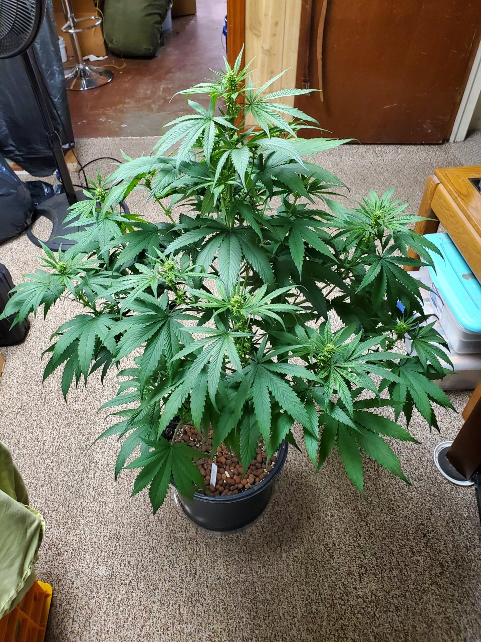 Blueberry Ghost OG 2wks in bloom.jpg