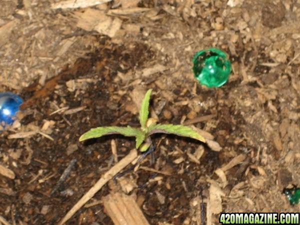 Blueberry growing slow