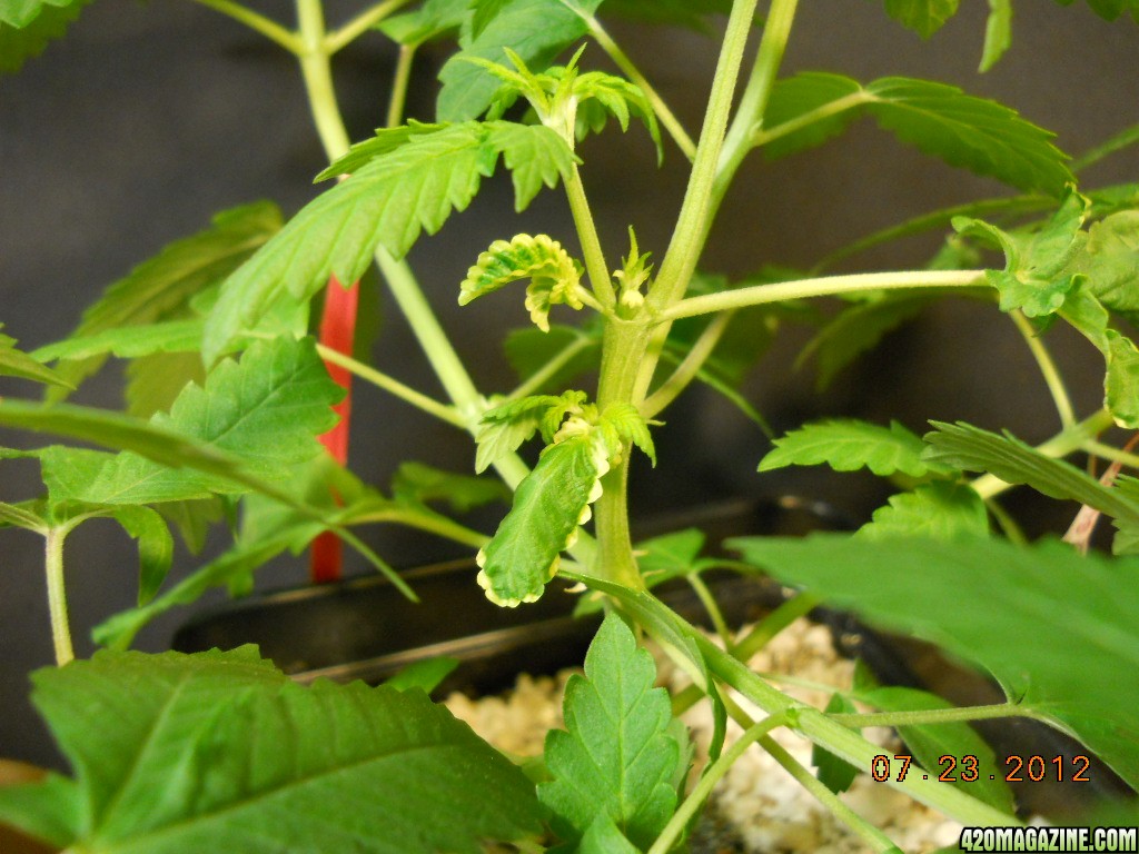 Blueberry Gum seedling popped 6-8