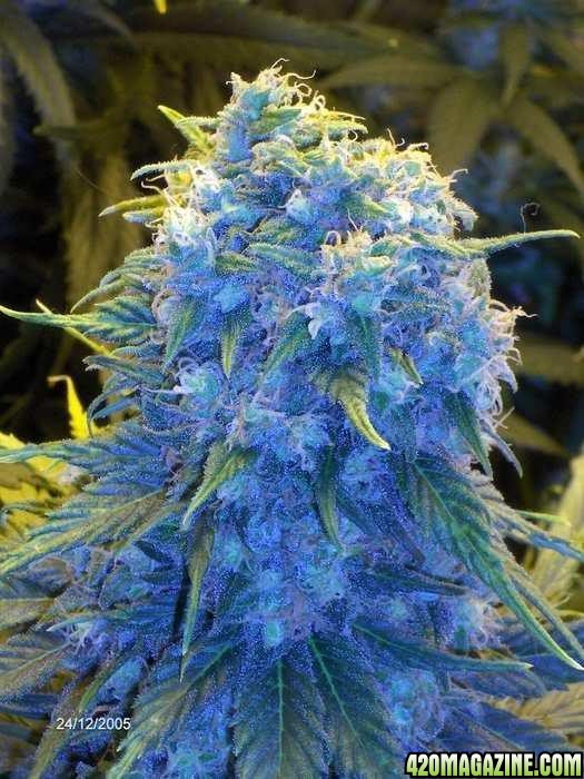 Blueberry Haze