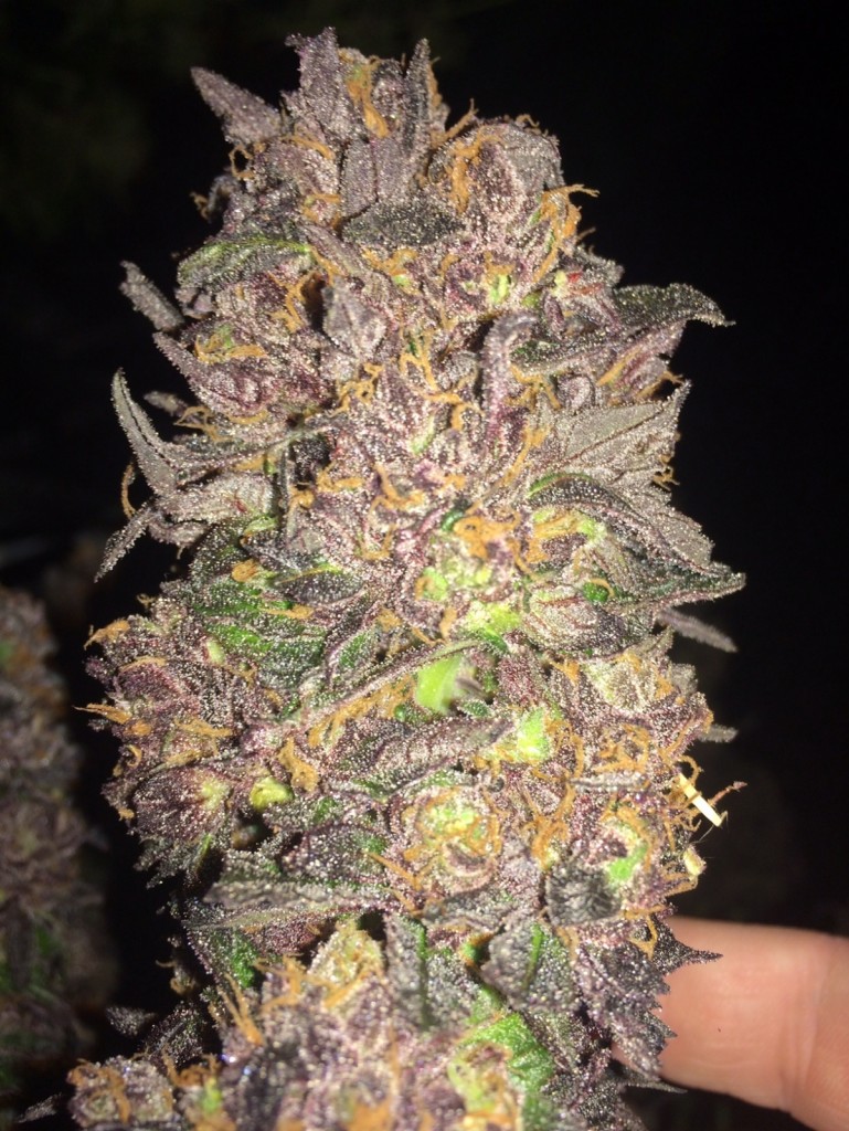 Blueberry Headband