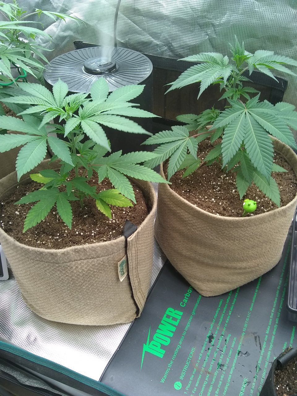 Blueberry (I) Peppermint Kush (r)