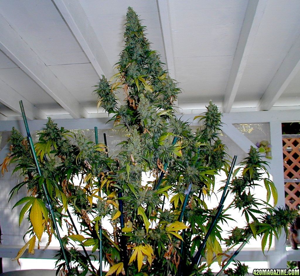 Blueberry Kush Plant #2 Harvest • 08/30/11