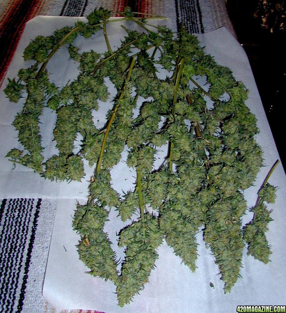 Blueberry Kush Plant #2 Harvest • 08/30/11