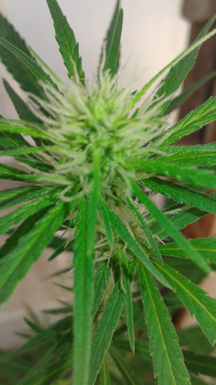 Blueberry kush two flower.jpg