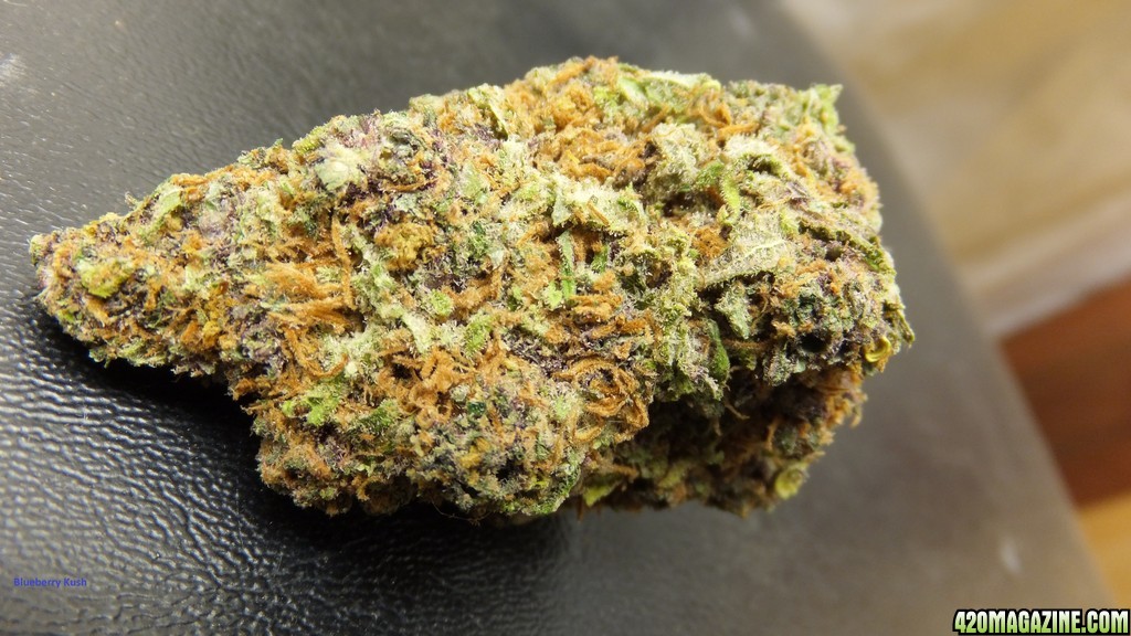 Blueberry Kush