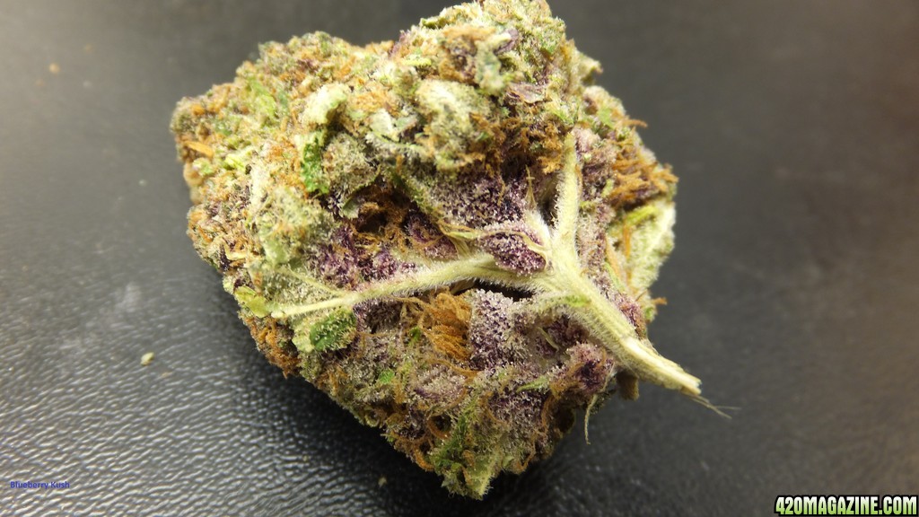 Blueberry Kush