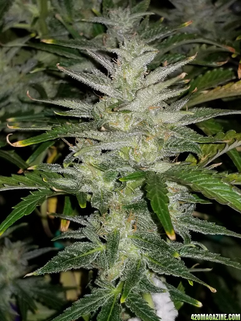 Blueberry New Top Day 65