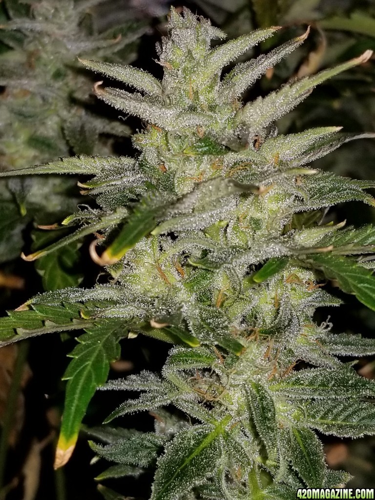 Blueberry New Top Day 67