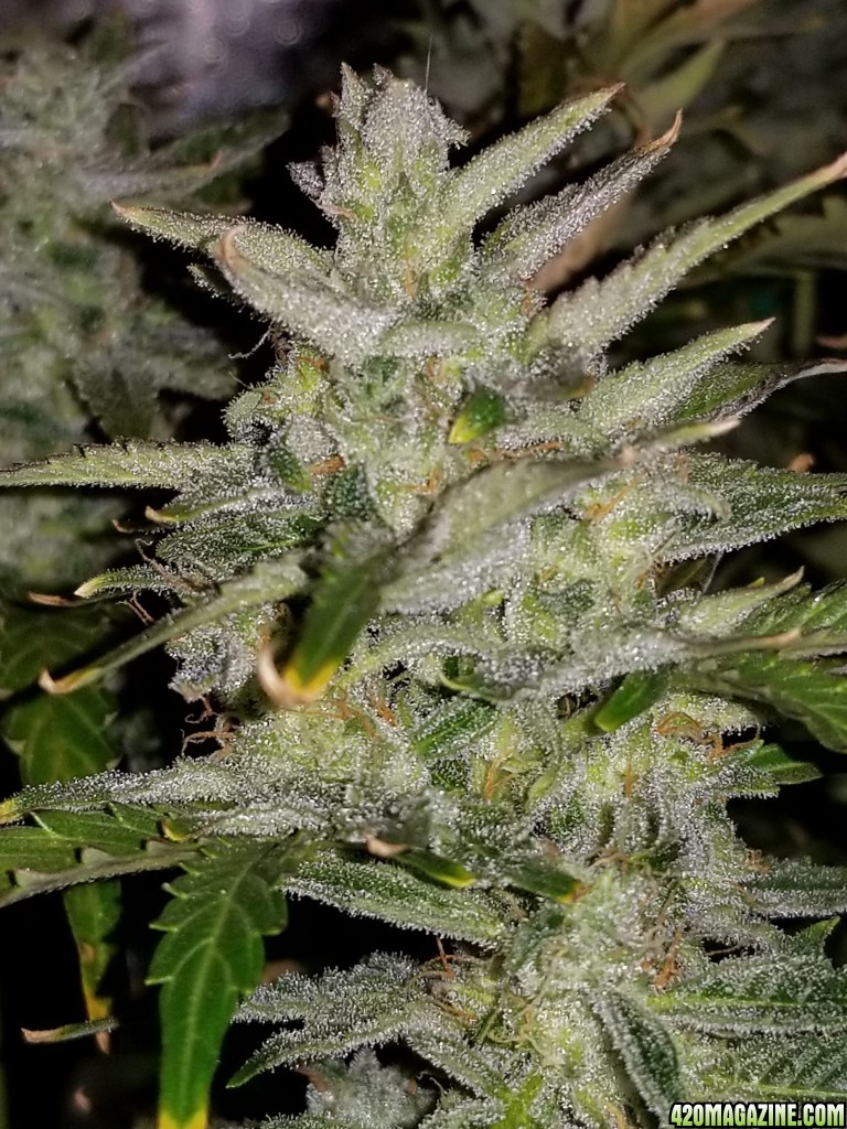 Blueberry New Top Day 70