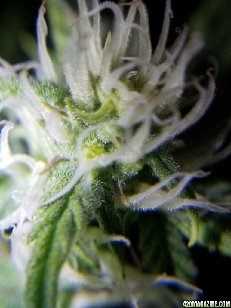 Blueberry Pistils Day 46