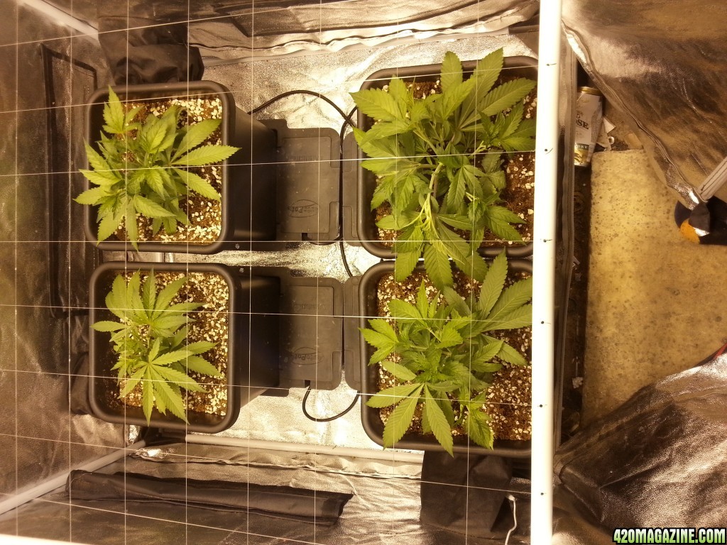 blueberry scrog