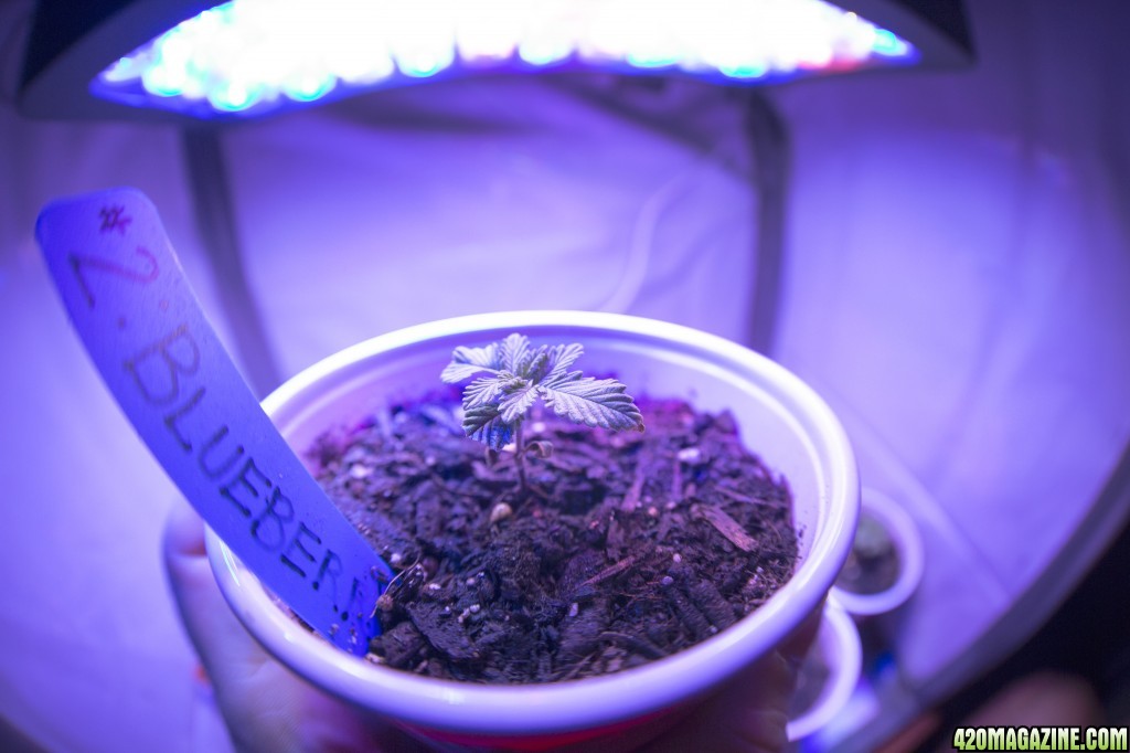 Blueberry Seedling #2