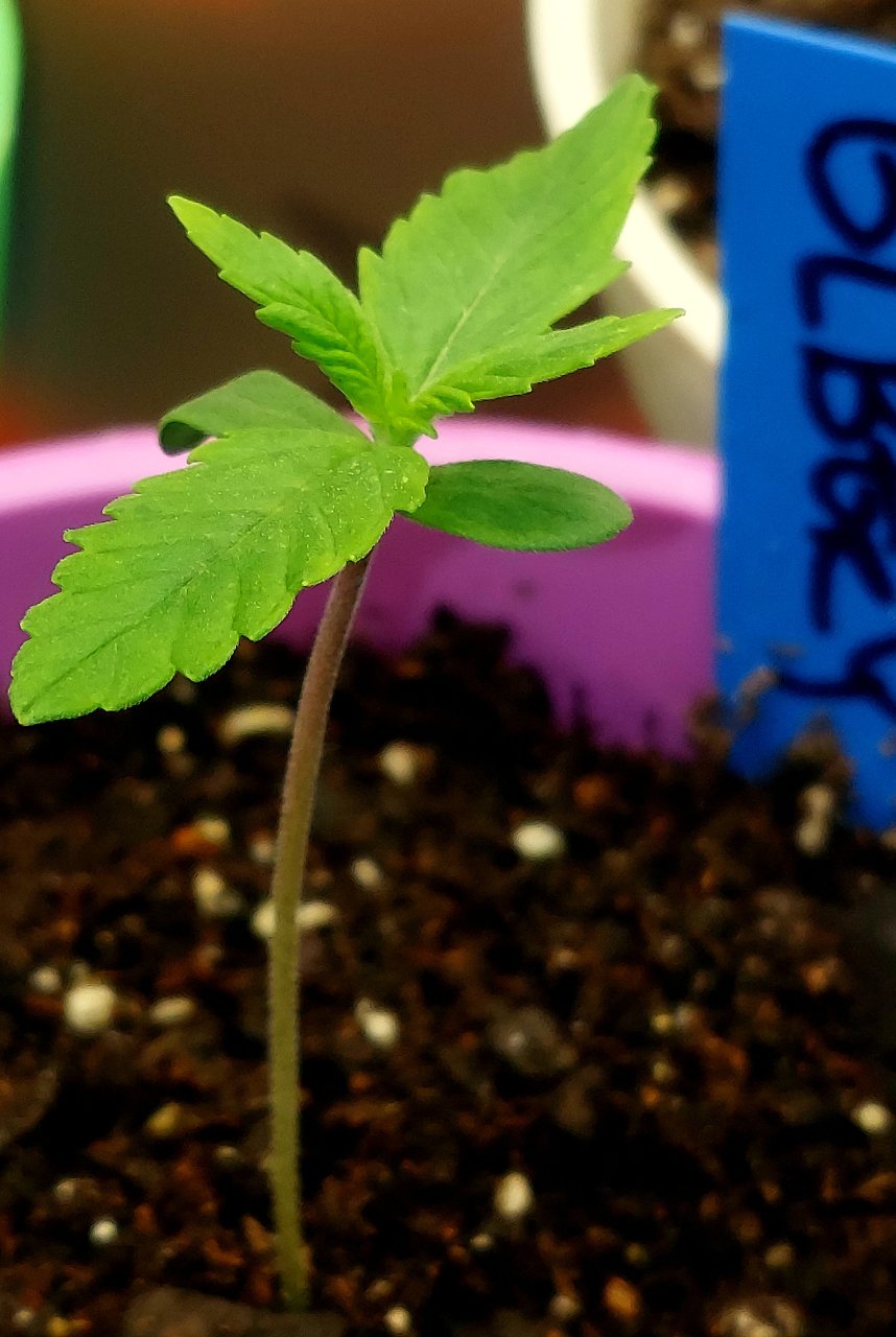 Blueberry-seedling